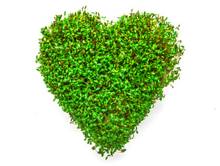 Herz aus Kressesamen isoliert auf weissem Hintergrund