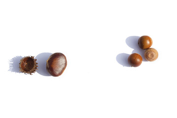 brown chestnut and Acorns on a white background