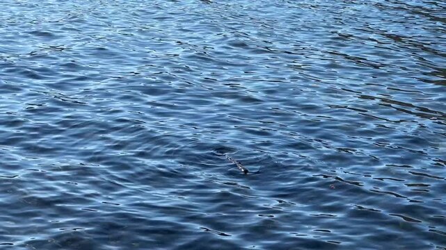 blue water rippling with stick floating on surface