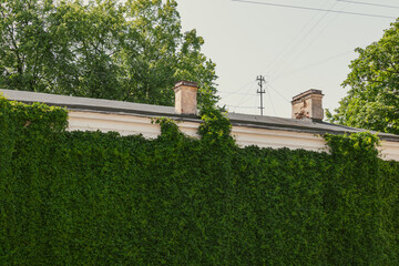 Serene scene of a building facade almost entirely hidden under lush ivy. The two weathered chimneys peek above the greenery, evoking a sense of timelessness and quiet charm. Natural light enhances the