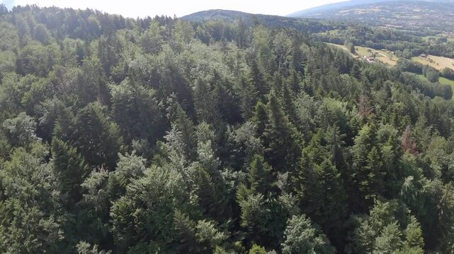 Drone FPV au dessus de For&ecirc;t verte