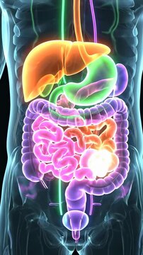 Digestive organs appear inside a human body model with anatomy overlay. Concept of anatomy education, digestive system. Vertical video