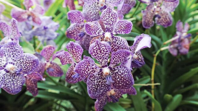 Violet tiger orchids close up view in the garden