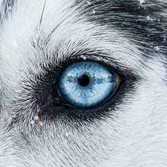 Siberian Husky Blue Eye