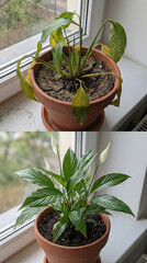 Peace lily plant before after revival