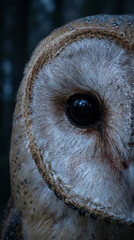 Intense Close-Up of Barn Owl Eye