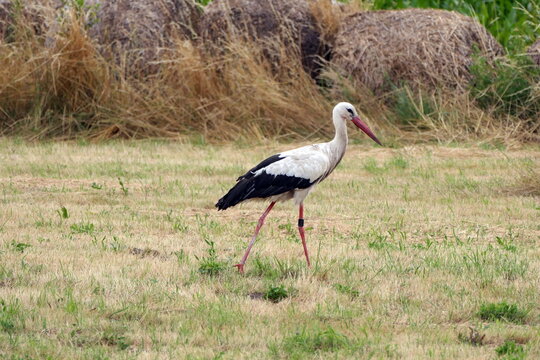Storch