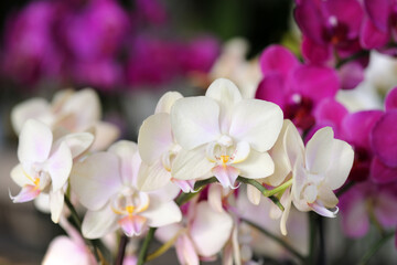 Beautiful white and purple orchid flowers