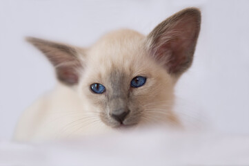 Portr&auml;t eines Balinesen K&auml;tzchen