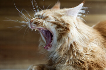 G&auml;hnender Maine Coon Kater