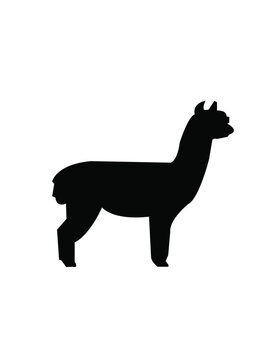 liama