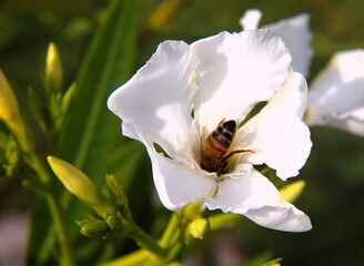 OLYMPUS DIGITAL CAMERA © Piotr