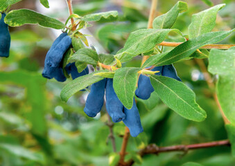 Blue honeysuckle berry on a bush close-up