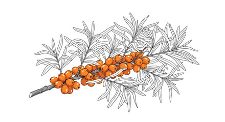 Obraz premium Branch of sea buckthorn loaded with bright orange berries and silver green leaves, depicted in a detailed botanical sketch.