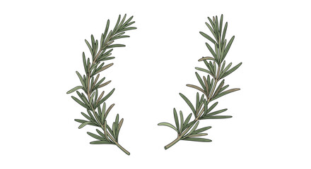 Fototapeta premium Rosemary sprigs with green needle-like leaves are isolated on white background, perfect for culinary and herbal design.