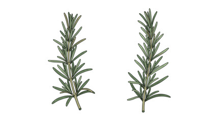 Fototapeta premium Two fresh sprigs of rosemary with green needle-like leaves, a popular aromatic herb used in Mediterranean cooking.