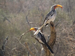 Obraz premium yellow billed hornbill