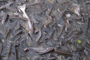 Big Striped catfish or Swai fishes huddle each other for food in a Chao Praya river front of Wat Pariwat Ratchasongkhram temple.