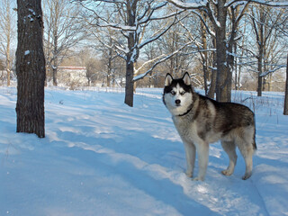 Siberian husky dog standing in snow covered park or forest. Winter landscape with trees and white snow. © Maria Moroz