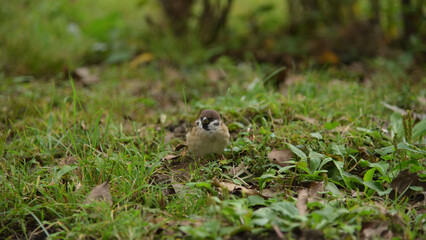 公園にいるスズメ