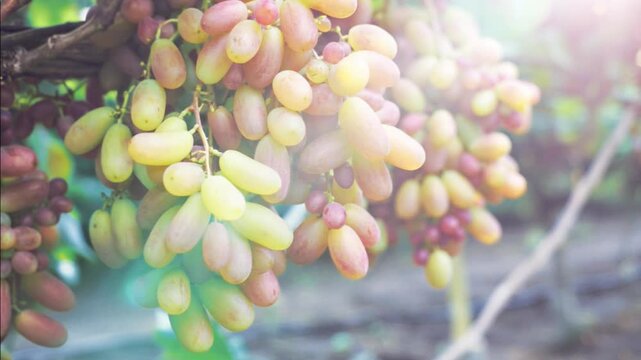 Bunches of rose muscat grapes on the vine, grapes harvest season in Ukraine	
