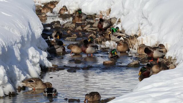 canard colvert sur un &eacute;tang en hiver	
