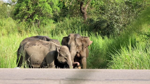 elephant hard drik some water