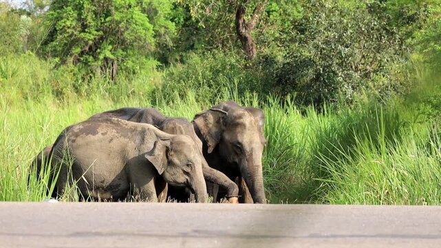 elephant hard drik some water