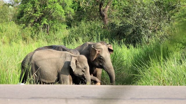 elephant hard drik some water