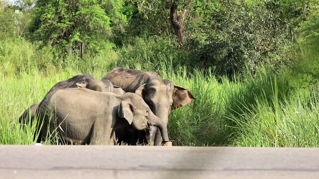 elephant hard drik some water