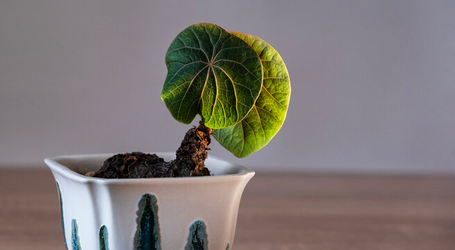 Stefania Nova (Kawasaki) young plant in a ceramic pot in the rays of the setting sun on a table. Caudex plant. Favorite hobby. Minimalism.