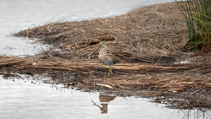 Common Snipe (Gallinago Gallinago)