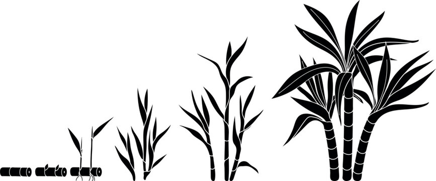 Black silhouette of stages of sugarcane (Saccharum officinarum) growth from cutting to mature plant.  Life cycle of sugarcane
