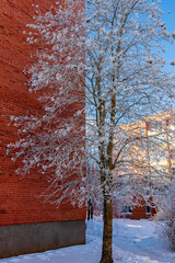 Frost Covered Tree Against Red Brick Building in Winter
