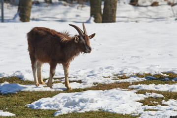 Th&uuml;ringer Waldziege ( Bock ) im Winter
