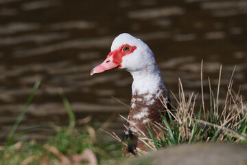 Portrait einer Moschusente ( Cairina moschata )	