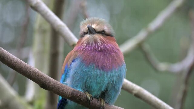 Lilac-breasted roller (Coracias caudatus) perched in a tree. Native to Southern and Eastern Africa - Captive, UK. [Half speed]	