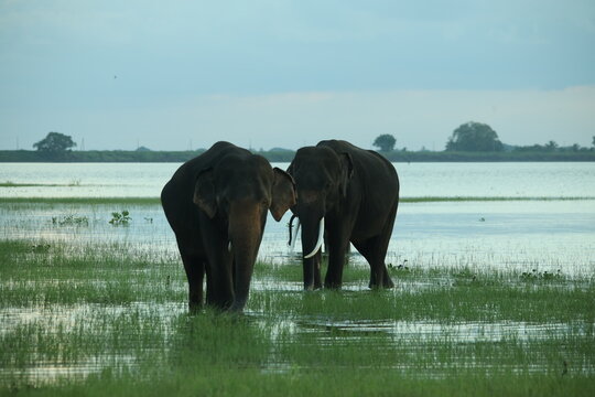 elephant AND wild animel
