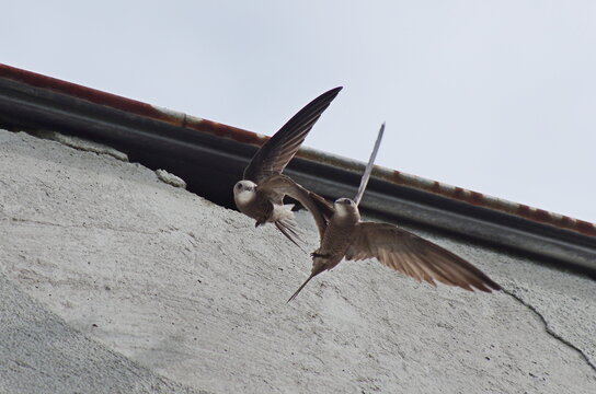 Aerial dance. Pallid Swift(Apus pallidus)