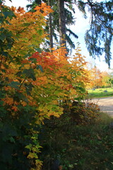 park błękit barwa jesień drzewa © Piotr
