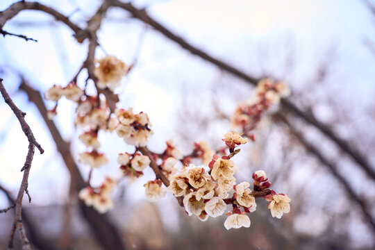  Frozen apricot blossom damaged by climate change frost