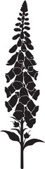 Foxglove plant silhouette illustration isolated on transparent background for floral designs and graphics © Anamul