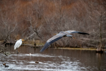 Great Blue Heron in the Park