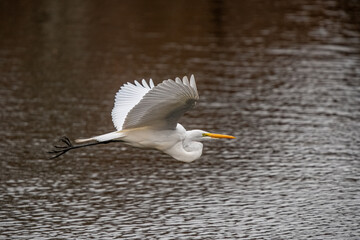 Snowy White Egret in the Park