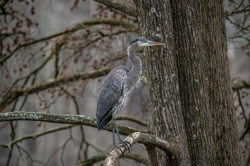 Great Blue Heron in the Park