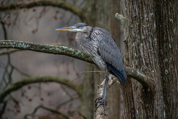 Great Blue Heron in the Park