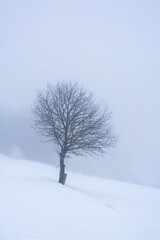 Fototapeta premium Schneeverschneite Landschaft Felder bei Nebel und einzelnem Baum
