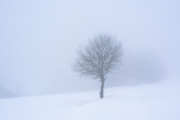 Fototapeta premium Schneeverschneite Landschaft Felder bei Nebel und einzelnem Baum
