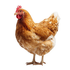 Brown hen standing isolated on transparent background looking to the side