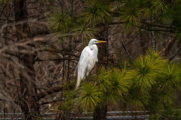 Snowy White Egret in the Park